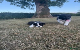 Welsh Collie dogs for sale: Beautiful Welsh Collie Puppies FOR SALE - Image 3