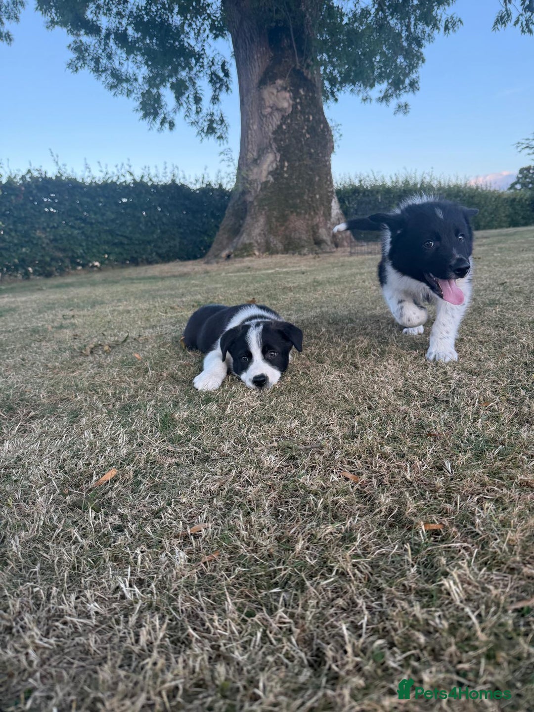 Welsh Collie dogs for sale: Beautiful Welsh Collie Puppies FOR SALE - Image 3