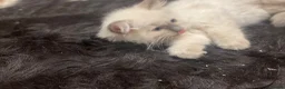 Ragdoll cats for sale: Ragdoll kittens GCCF - Advert 2