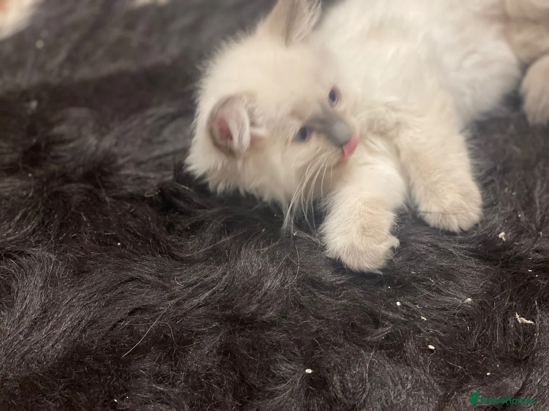 Ragdoll cats for sale: Ragdoll kittens GCCF - Advert 2