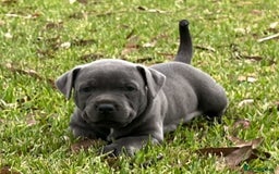 Staffordshire Bull Terrier dogs for sale: Pure English blue Staffy M/F s - Advert 4