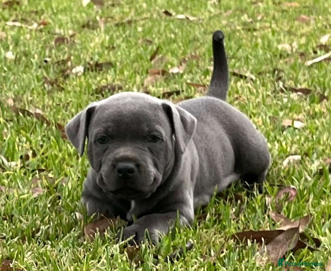 Staffordshire Bull Terrier dogs for sale: Pure English blue Staffy M/F s - Advert 4