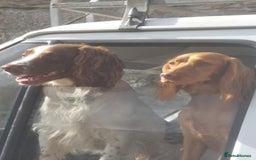 Sprocker dogs for sale: Beautiful Sprocker Spaniel Puppies  - Image 7