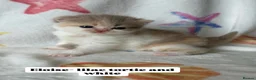 British Shorthair cats for sale: Beautiful Gccf registered bsh kittens  - Advert 3