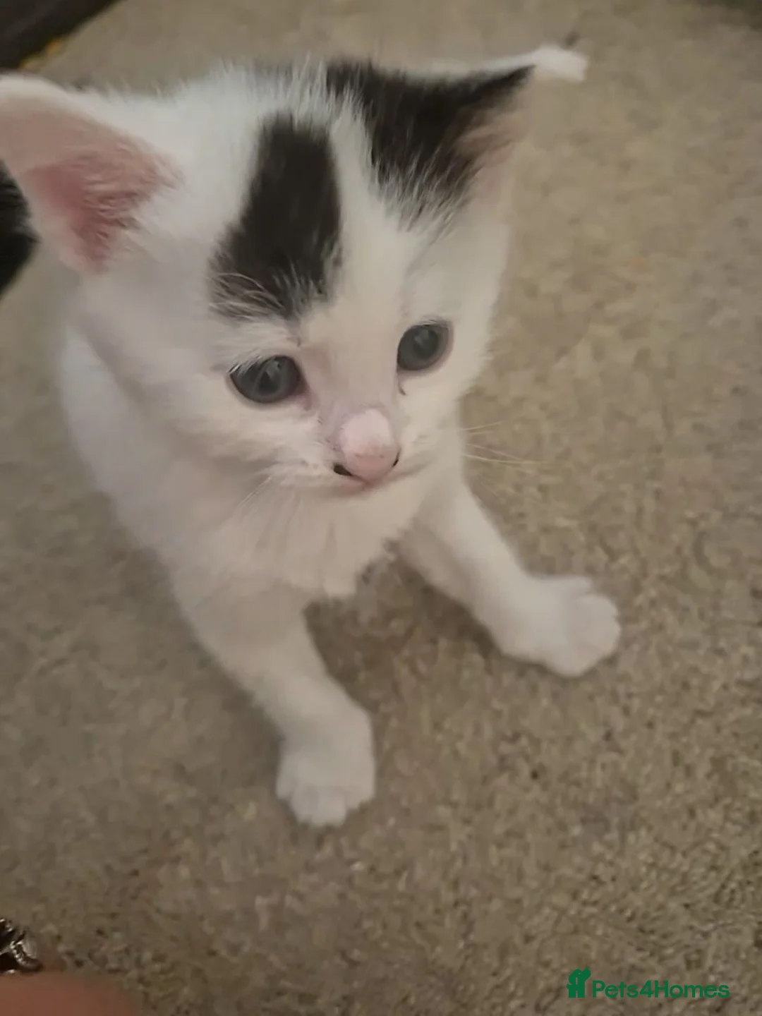 British Shorthair cats for sale: Beautiful litter of kittens  - Advert 2