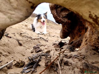 Border Collie dogs Stud Only, Pedigree Blue Merle Border Collie in Bridgwater - Advert 1