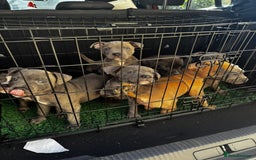 Staffordshire Bull Terrier dogs for sale: Blue Staffordshire bull terrier pups  - Image 26
