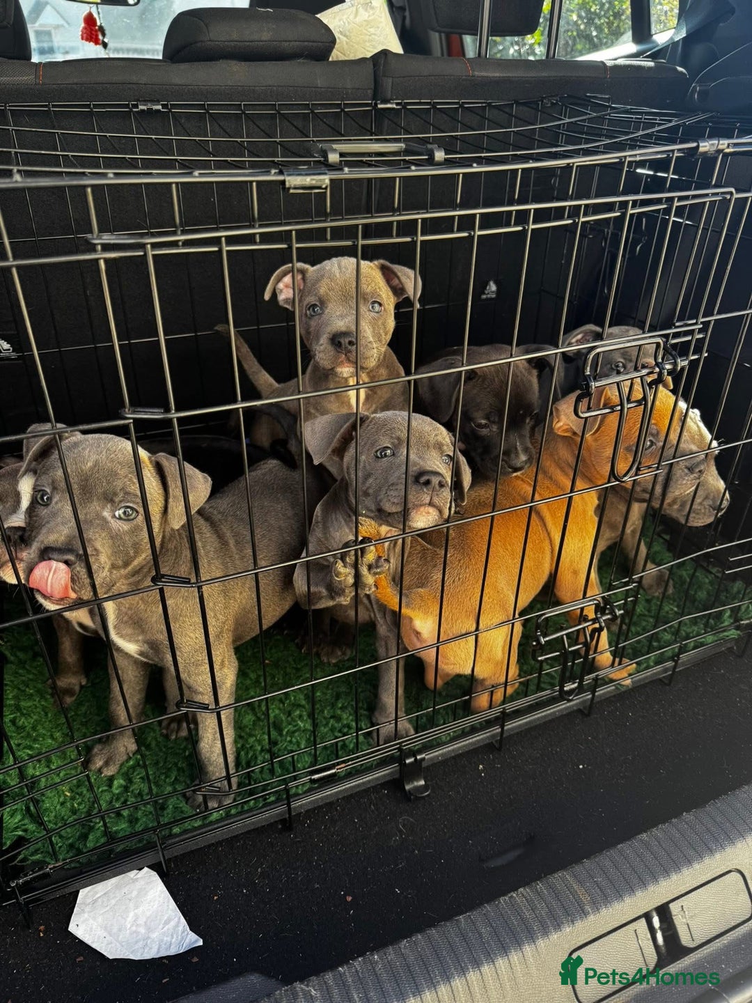 Staffordshire Bull Terrier dogs for sale: Blue Staffordshire bull terrier pups  - Image 26
