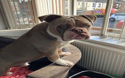 Olde English Bulldogge dogs for sale: Dave - 8.5 Month Old Friendly dog needs new home - Image 1