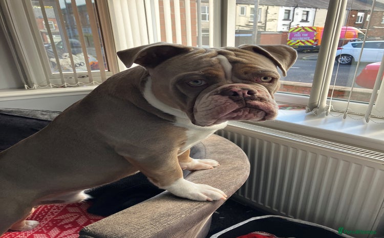 Olde English Bulldogge dogs - Advert 9