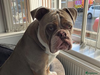 Olde English Bulldogge dogs - Advert 3