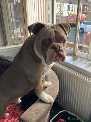Olde English Bulldogge dogs - Advert 2