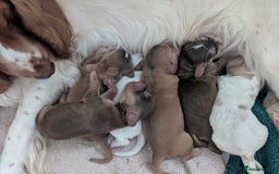 Cocker Spaniel dogs for sale: Beautiful cocker spaniel pups  - Image 14