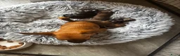 Chiweenie dogs for sale: 4 Gorgeous Chiwennie puppies - Advert 11
