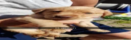 Labrador Retriever dogs for sale: 6 beautiful bundles of joy - Advert 8
