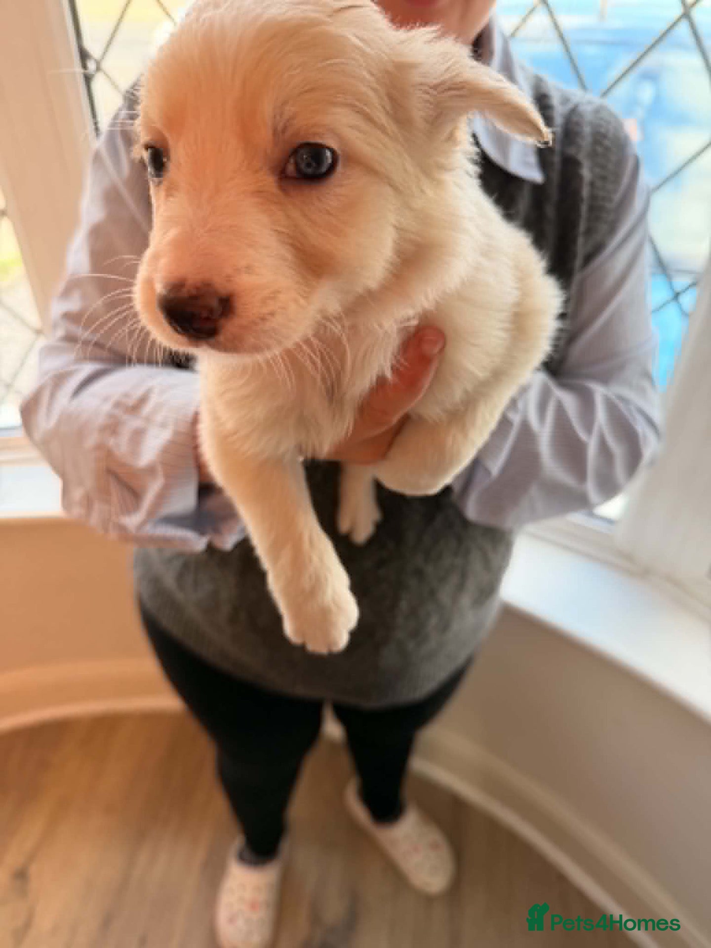 Border Collie dogs 7 Beautiful Border Collie Puppies - Advert 1