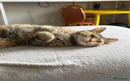 Domestic Shorthair cats for sale: 🐾 Kitten Ready for Forever Home 🐾 - Image 2