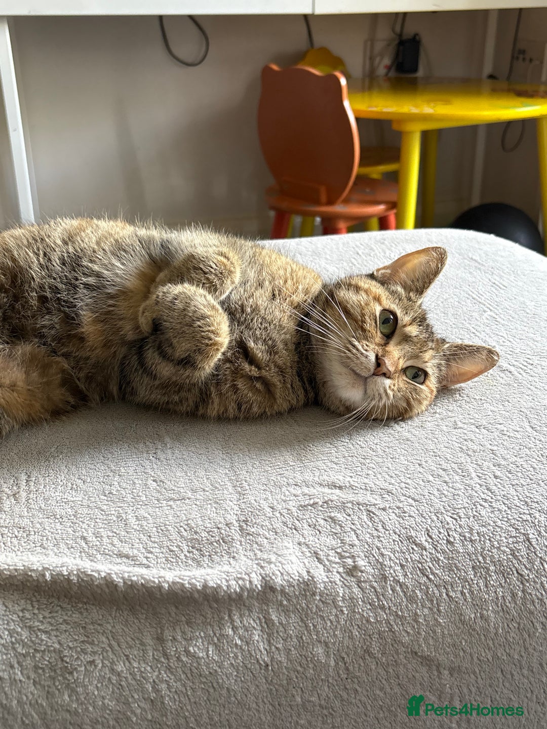 Domestic Shorthair cats for sale: 🐾 Kitten Ready for Forever Home 🐾 - Image 2