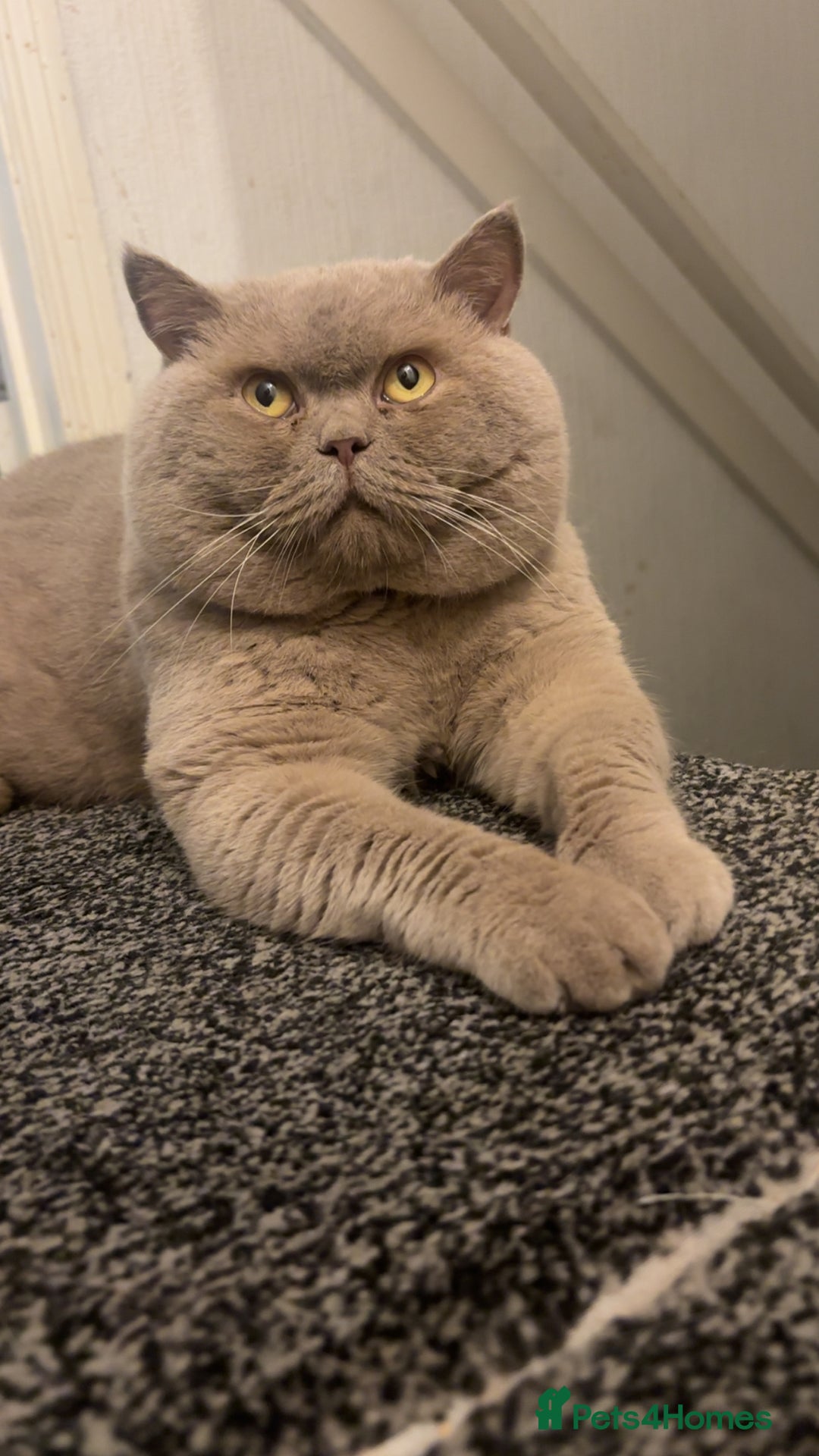 British Shorthair cats for stud: Lilac bsh stud duties - Advert 3
