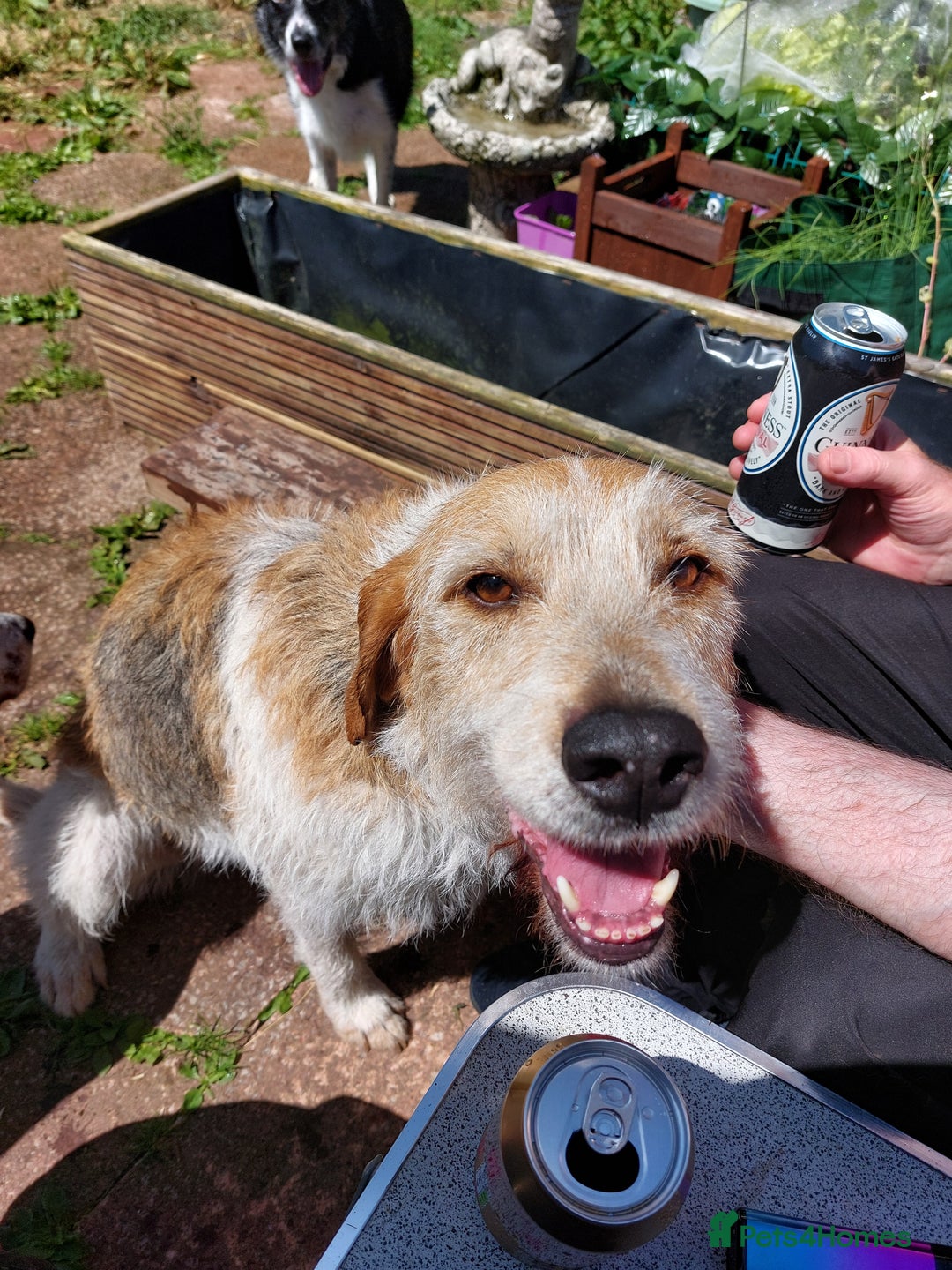 Foxhound dogs for sale: Welsh Foxhound  - Image 2