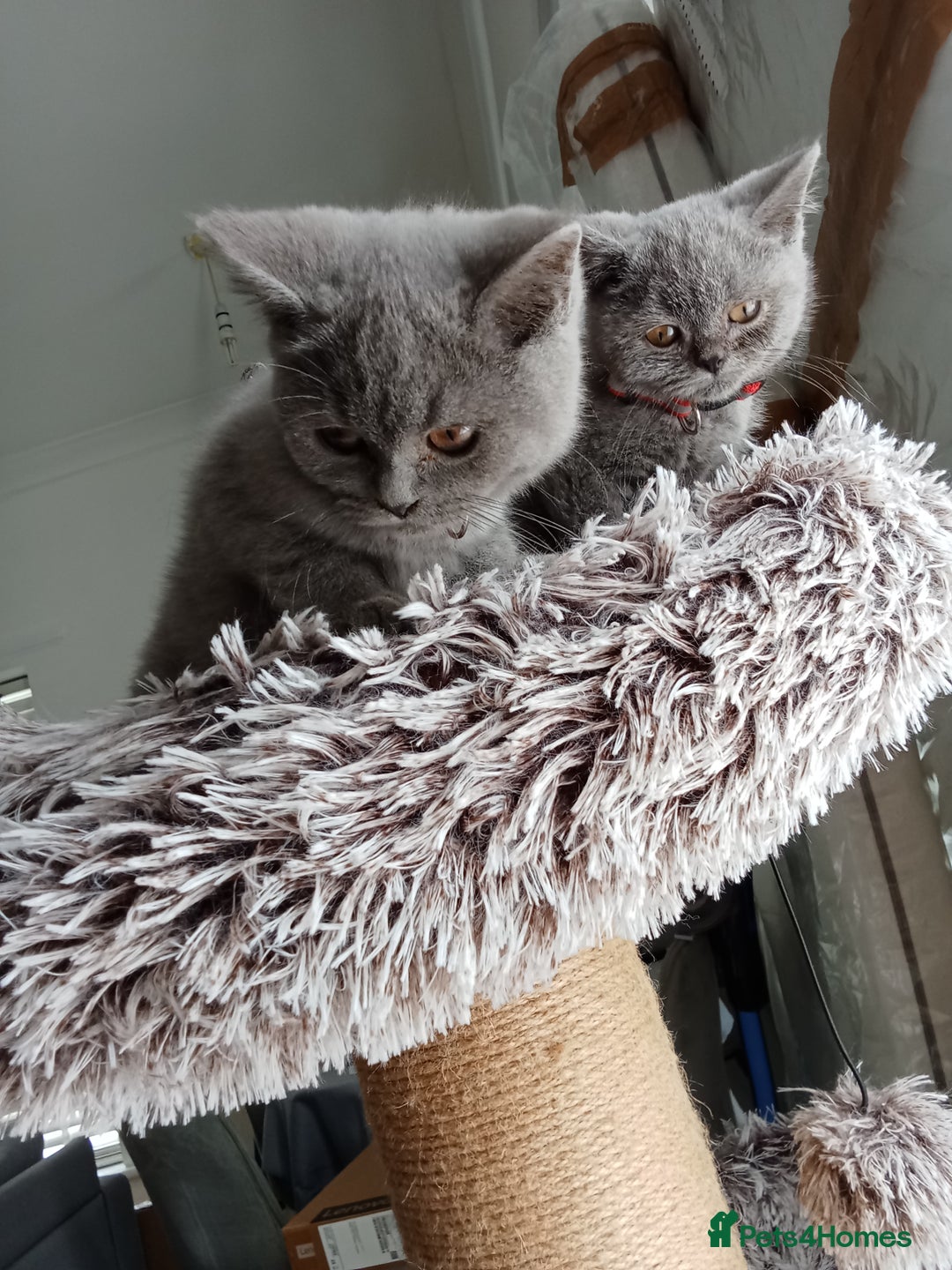Brazilian Shorthair cats for sale: Beautiful blues Bristh short hair - Image 16