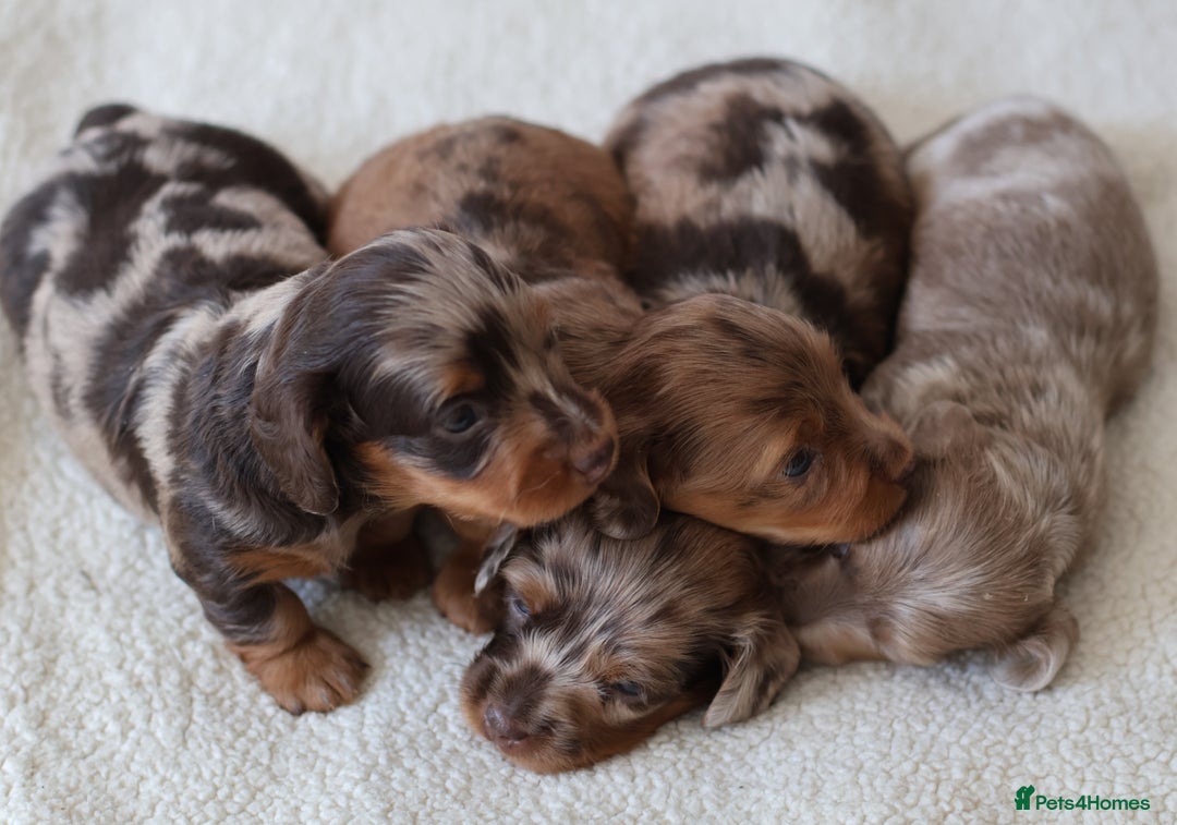Miniature Dachshund dogs for sale: 5StarsLicensed+LongHaired+KC+PRAClear+VetChecked - Image 15