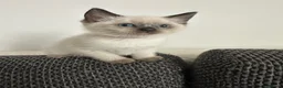 Siamese cats for sale: 1 ADORABLE GIRL AVAILABLE 🌸🌸🌸 - Advert 12