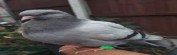 Pigeons birds for sale: TAME Adult Pet Pigeons & Pairs [Fancy Breeds] - Advert 7