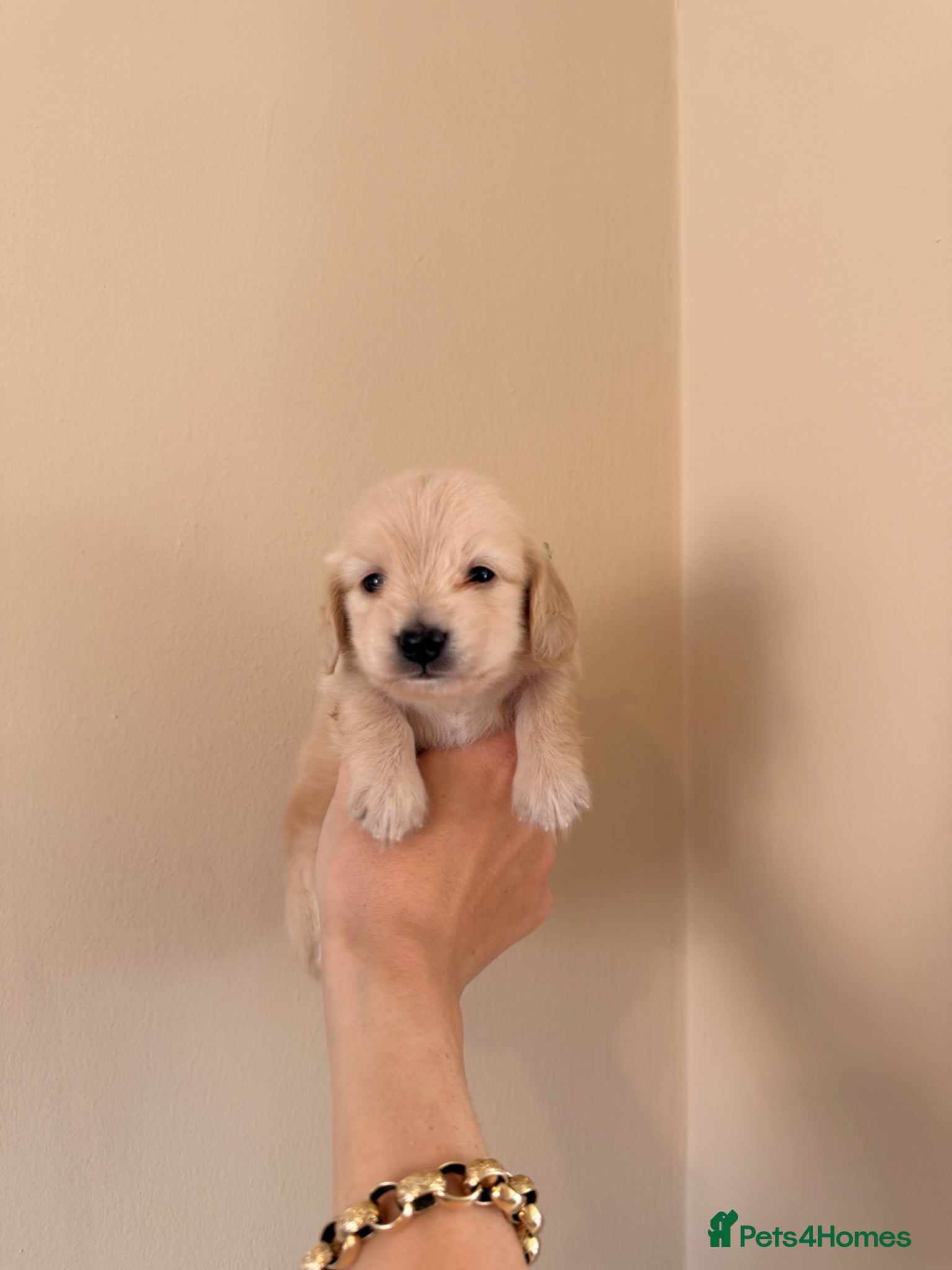 Miniature Dachshund dogs 2 Male Long Hair eeii CREAM Miniature Dachshunds  - Advert 1