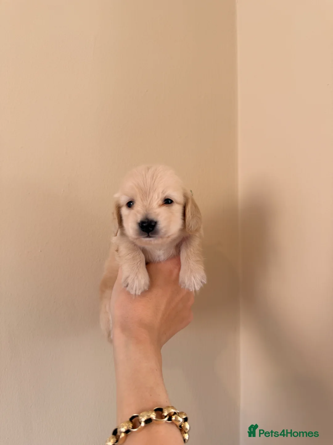 Miniature Dachshund dogs for sale: 1 Male Long Hair eeii CREAM Miniature Dachshunds  - Advert 1