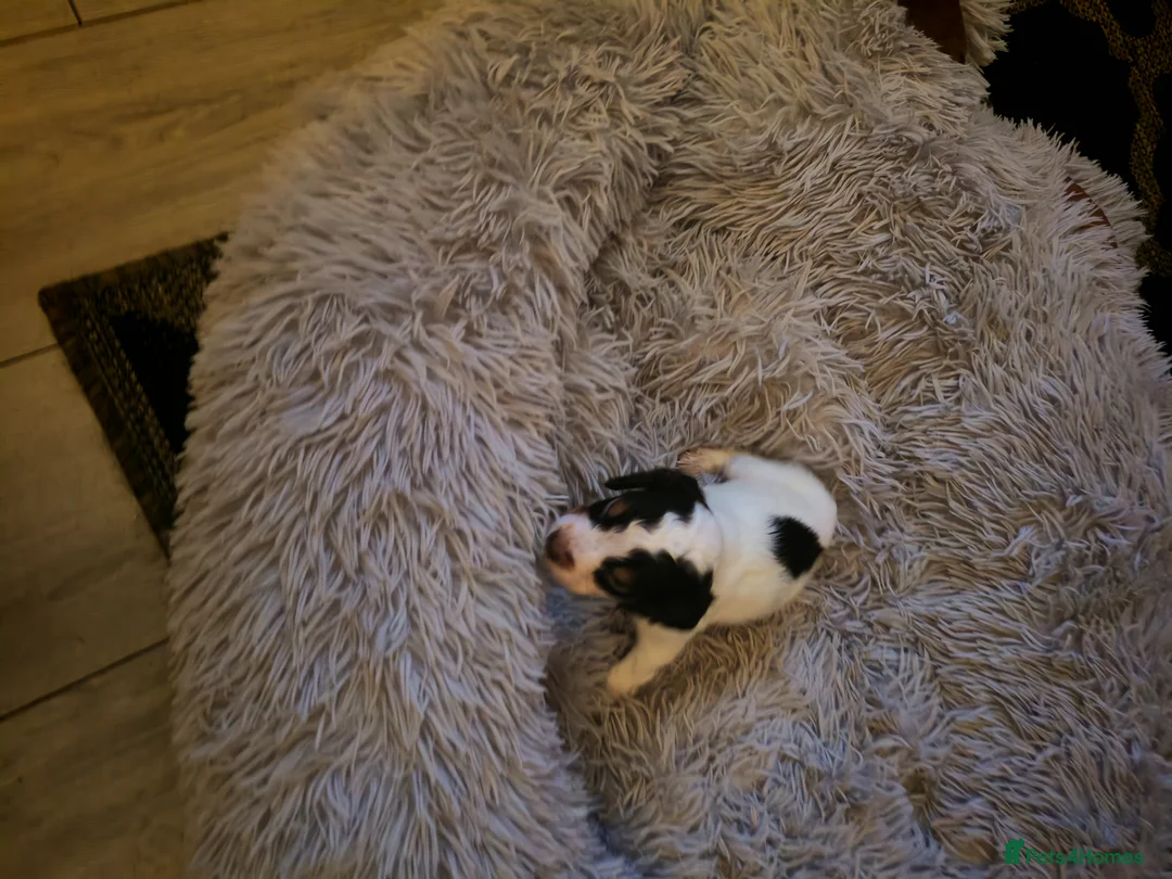 Cocker Spaniel dogs for sale: Cocker spaniel puppies  in Middlesbrough - Advert 5