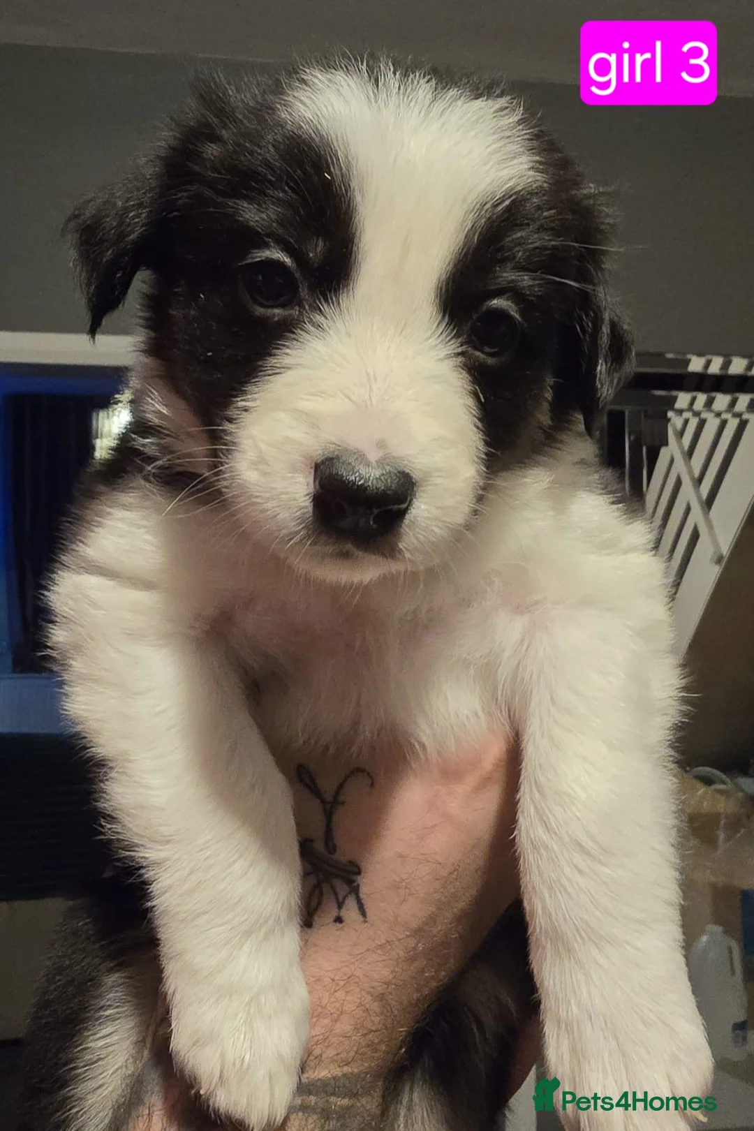 Border Collie dogs for sale: Border collie pups  - Advert 22
