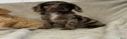 Cockapoo dogs for sale: Stunning cockapoo puppies  - Advert 8