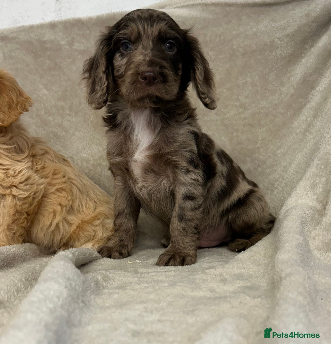 Cockapoo dogs for sale: Stunning cockapoo puppies  - Advert 8