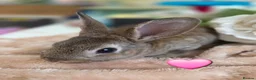 Mini Lop rabbits for sale: I have baby mini lops and mini rex available  - Advert 9