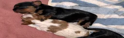 Cavalier King Charles Spaniel dogs for sale: 5 Gorgeous DNA health tested cavalier puppies  - Advert 2