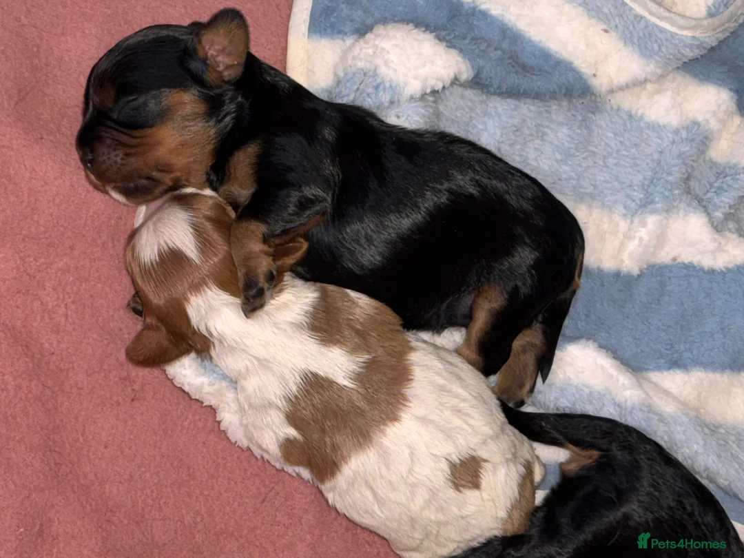 Cavalier King Charles Spaniel dogs for sale: 5 Gorgeous DNA health tested cavalier puppies  - Advert 2