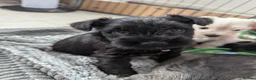 Miniature Schnauzer dogs for sale: KC Registered Miniature Schnauzer Puppies  - Advert 19