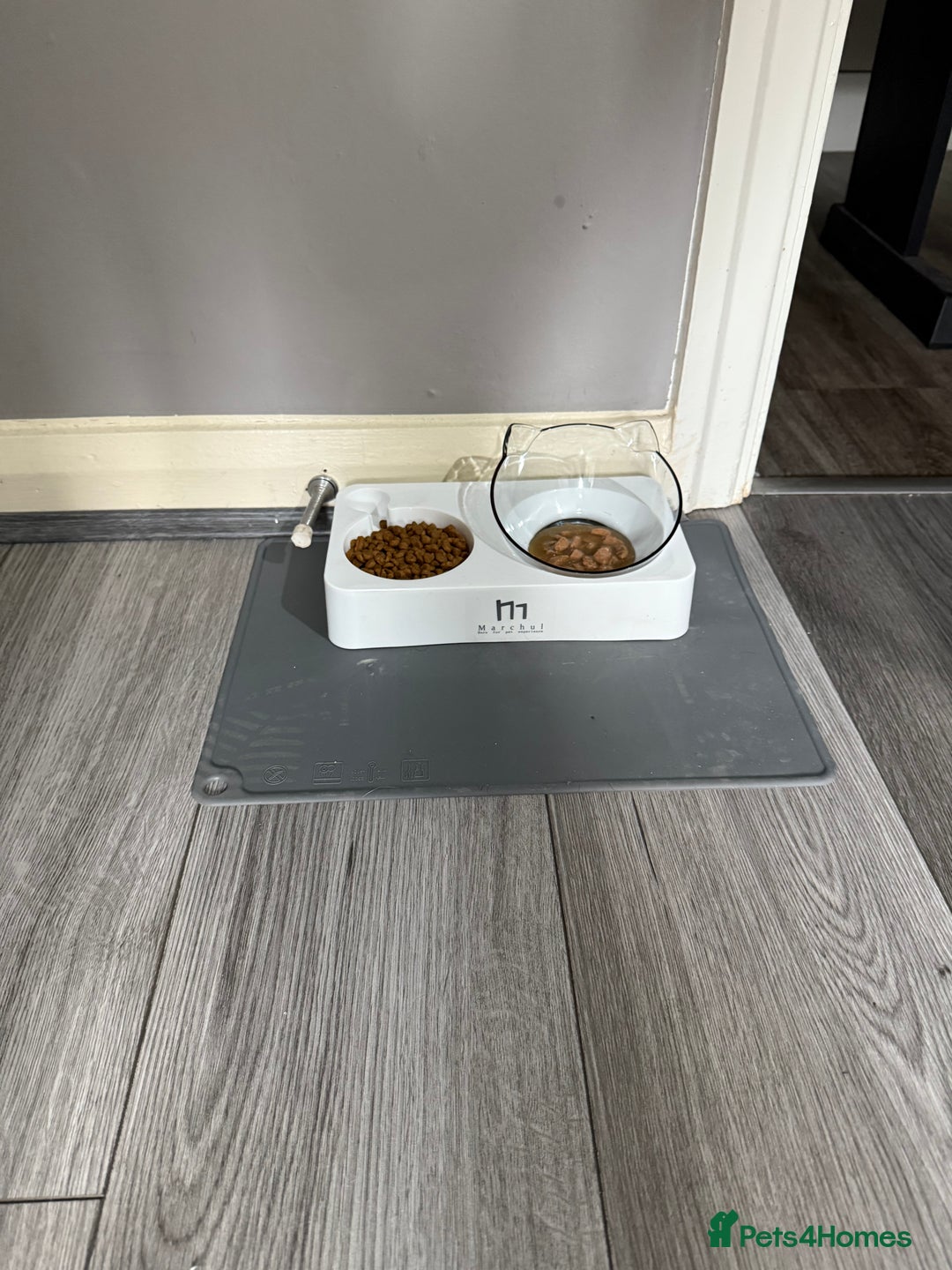 British Shorthair cats for sale: BSH Kitten Bean - Image 14