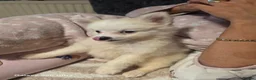 Pomeranian dogs for sale: For sale - Advert 4