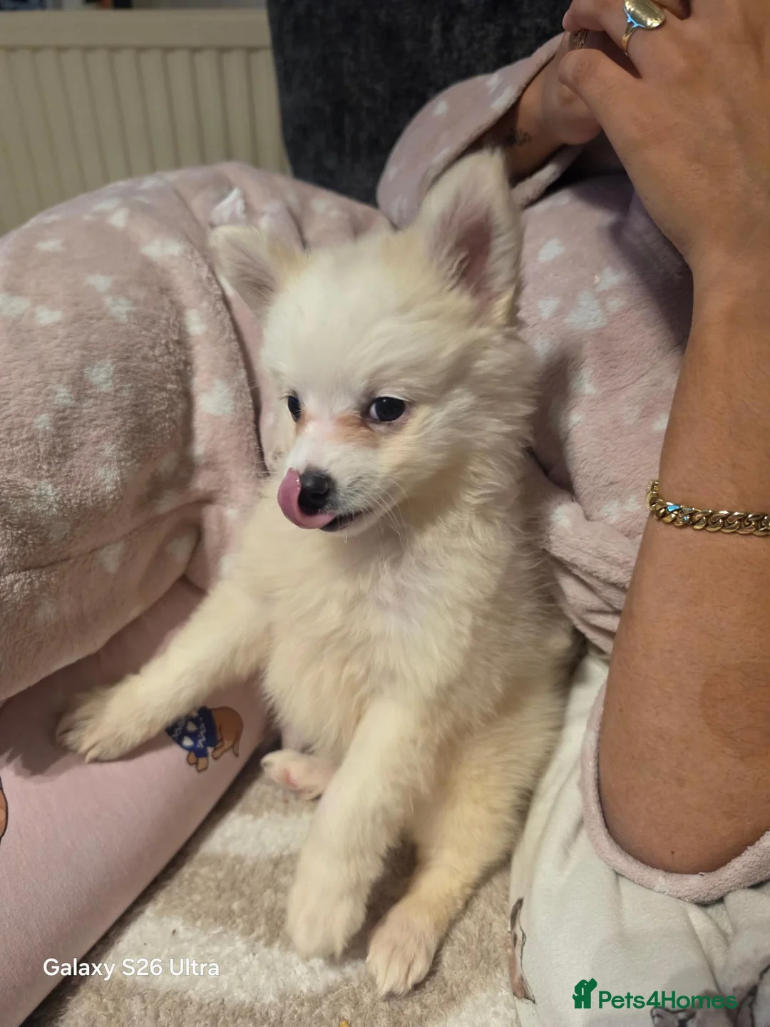Pomeranian dogs for sale: For sale - Advert 4