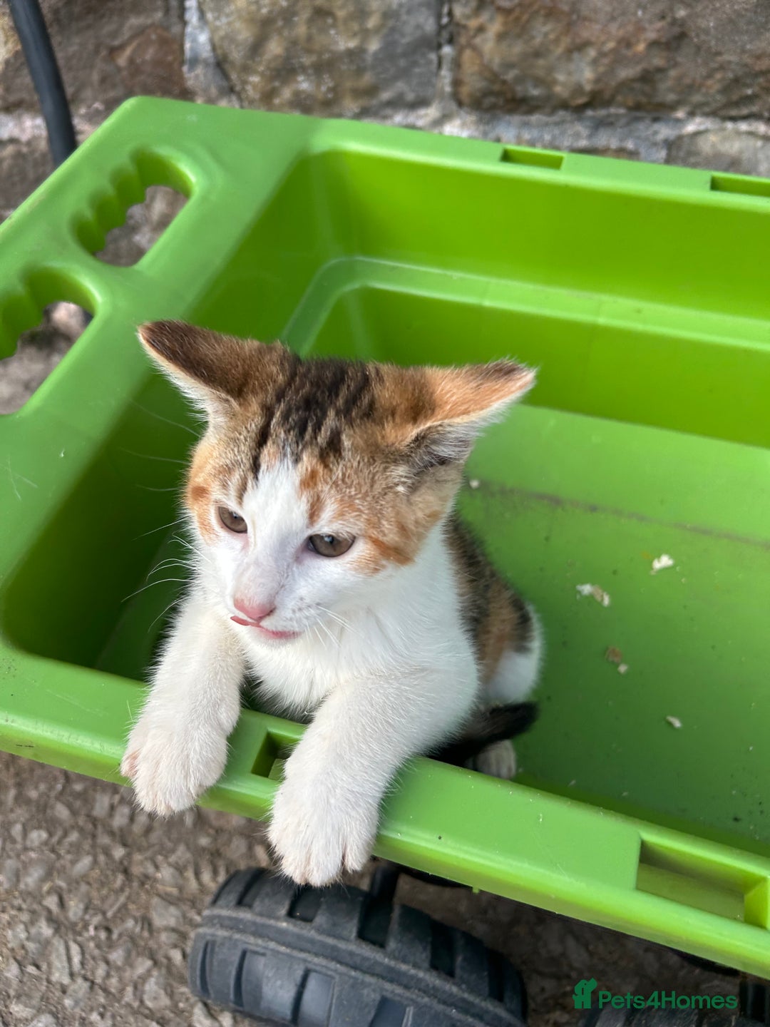Mixed Breed cats for sale: Beautiful kittens for sale - Image 13