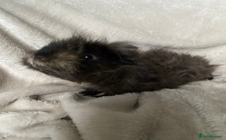 Guinea Pig rodents in Beckenham - Advert 3