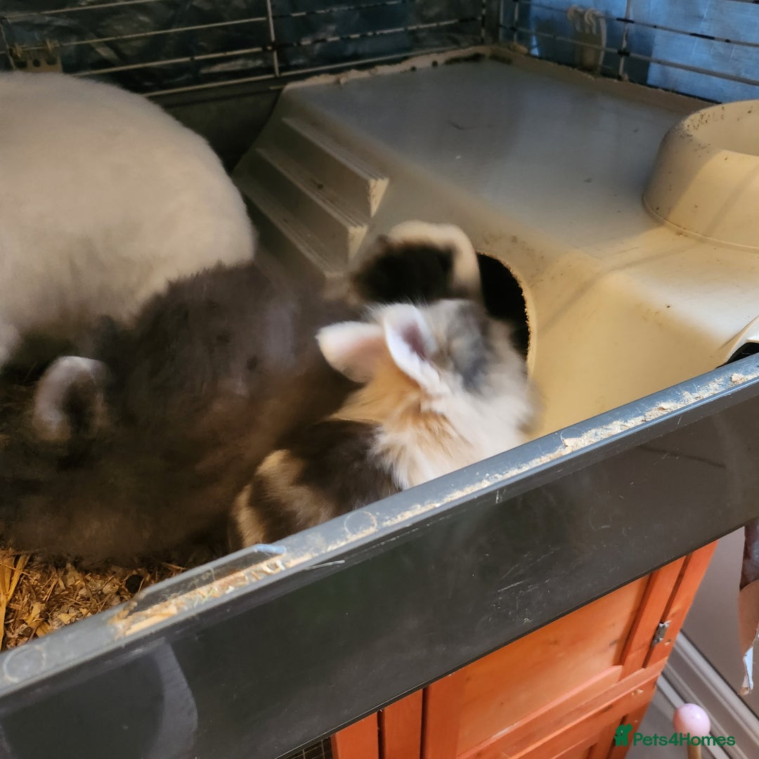 Lionhead rabbits for sale: Beautiful fluffy lionhead rabbits  - Advert 5