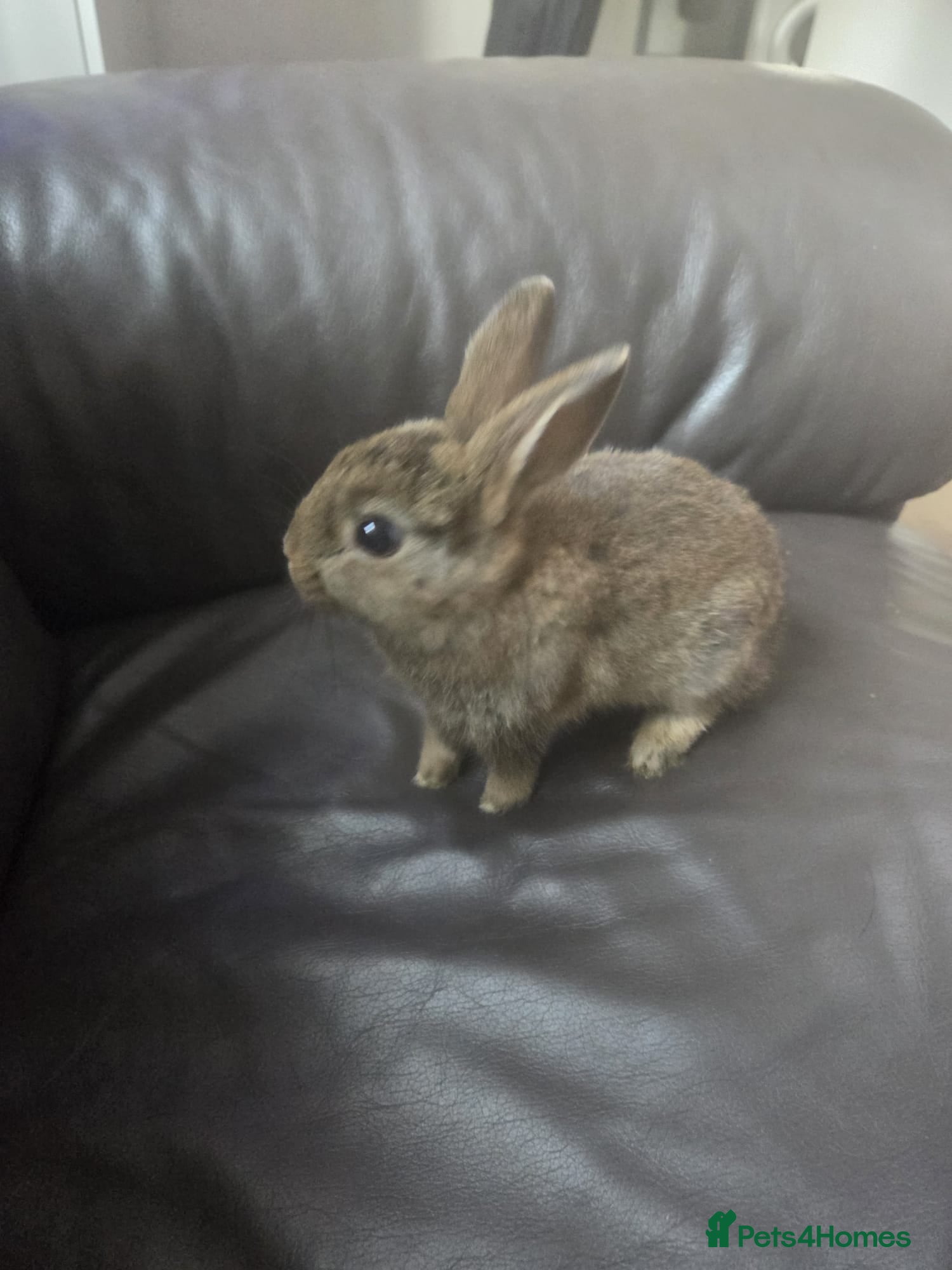 Mixed Breed rabbits for sale: 4 Baby (2 black) bunnies looking for forever homes - Advert 4