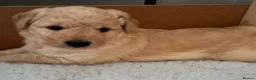 Goldendoodle dogs for sale: Goldendoodle  - Advert 2