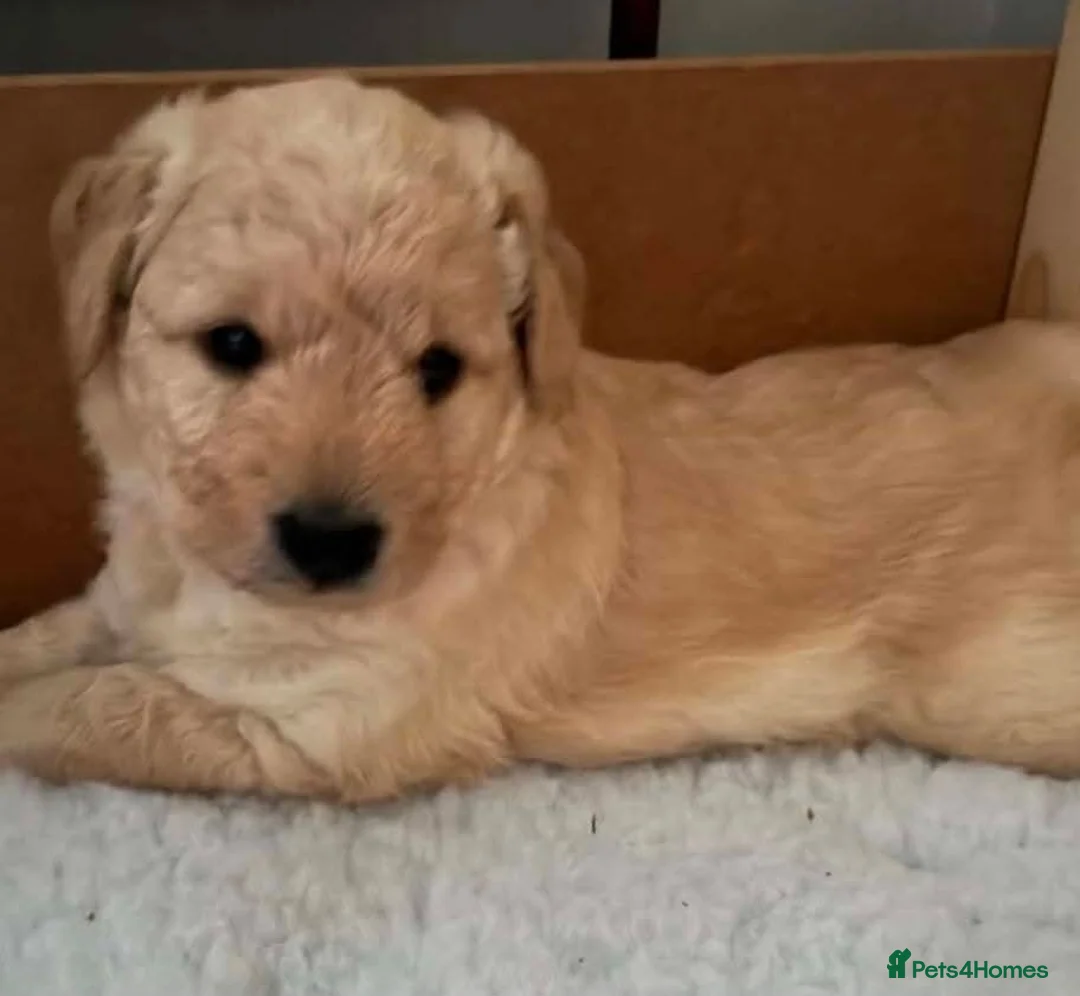 Goldendoodle dogs for sale: Goldendoodle  - Advert 2