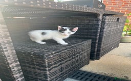 Mixed Breed cats for sale: Mixed fluffy kittens  - Image 14