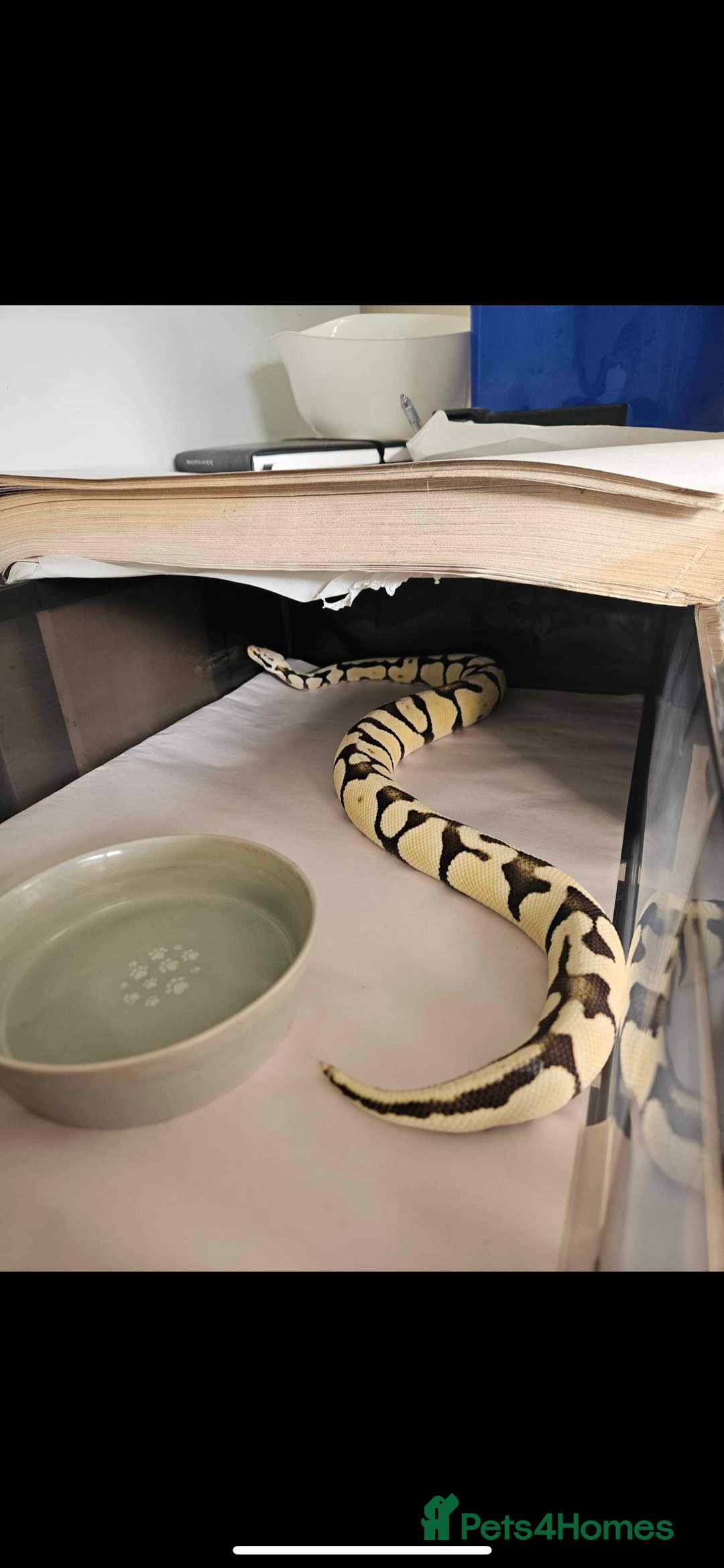 Python Snake reptiles for sale: Ball python group and snake rack setups  - Advert 3