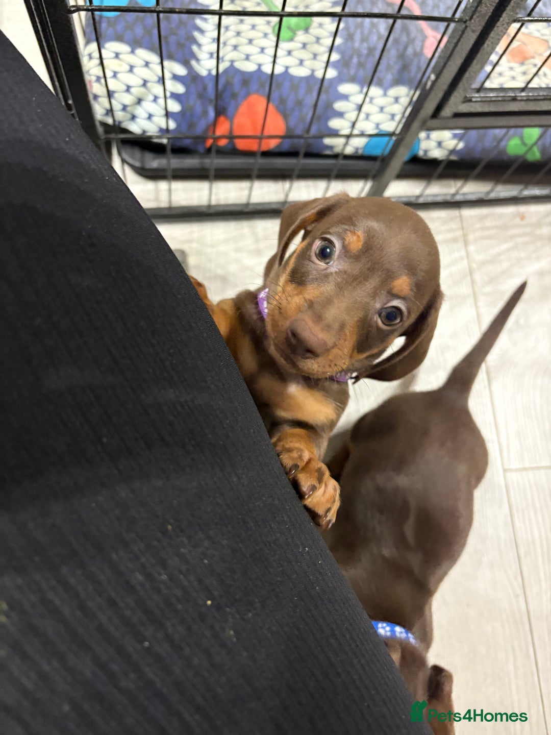 Miniature Dachshund dogs for sale: Miniature Dachshund Puppies  - Advert 11